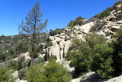 Pro Eagle Saves - HOLCOMB CREEK TRAIL